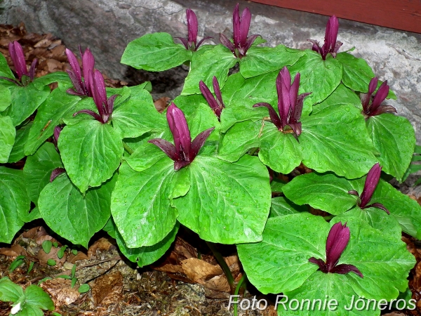 Trillium sessile